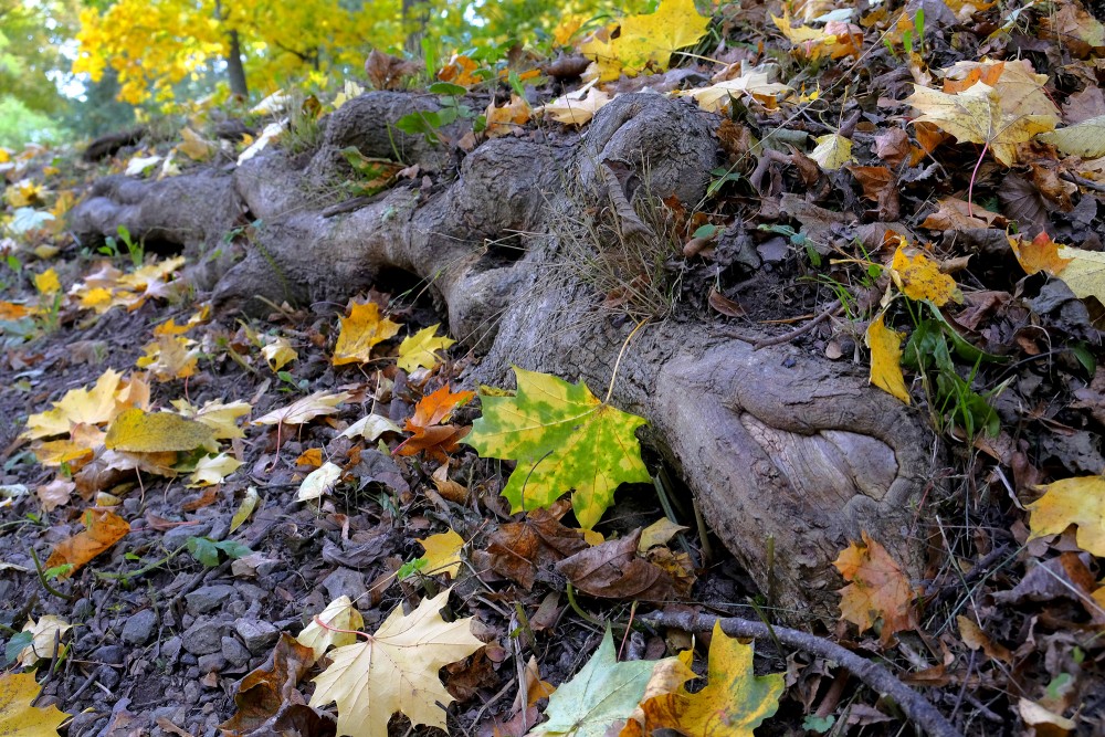 Autumn leaves and exposed tree roots on a forest slope