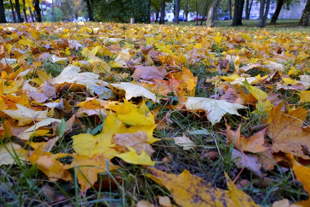 Golden autumn leaf carpet in a park