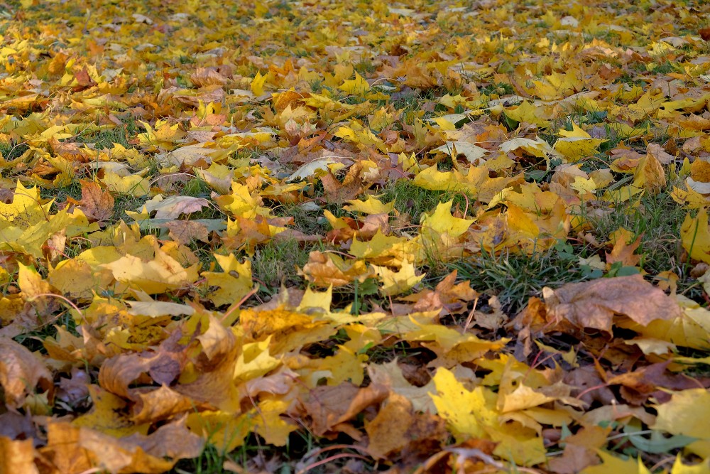 Golden autumn leaf blanket on the grass