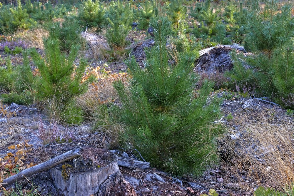 Jauna priežu jaunaudze