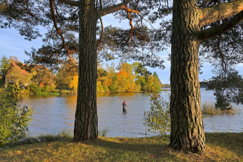 Autumn lake view between pine trees with a fisherman in the water