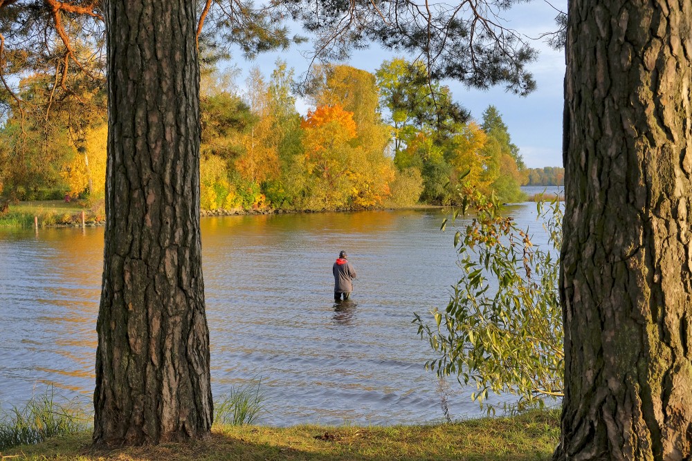 Autumn angler in the Daugava framed by pines and golden riverbanks