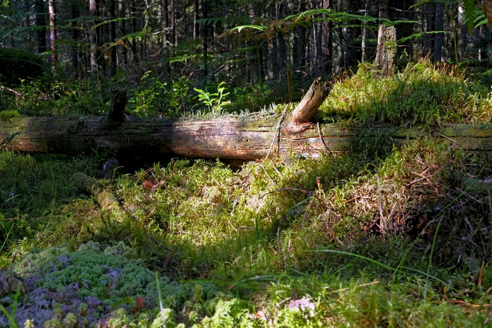 Broken Tree Trunk  In The Forest