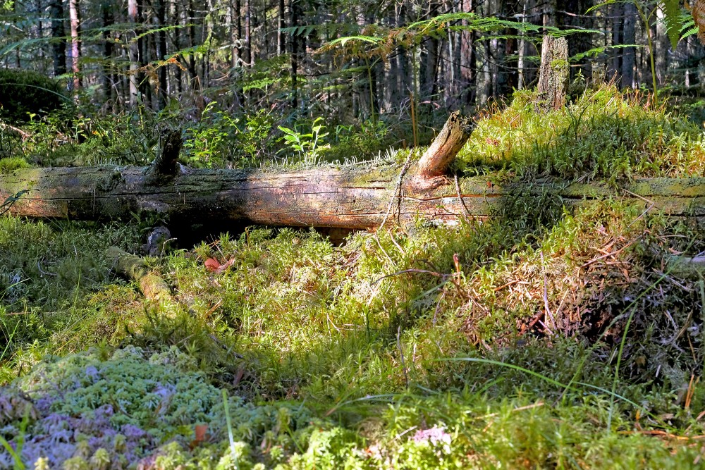 Satrunējis koka stumbrs mežā