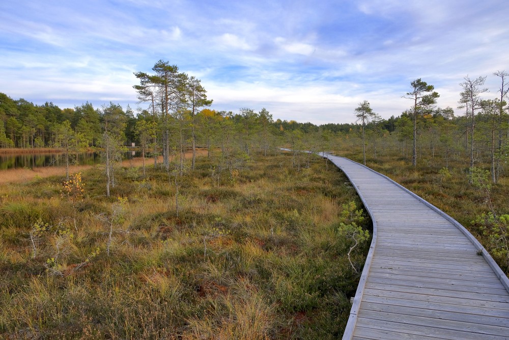 Kalnansi bog trail winding through dwarf pines and views of Lake Bezdibenis