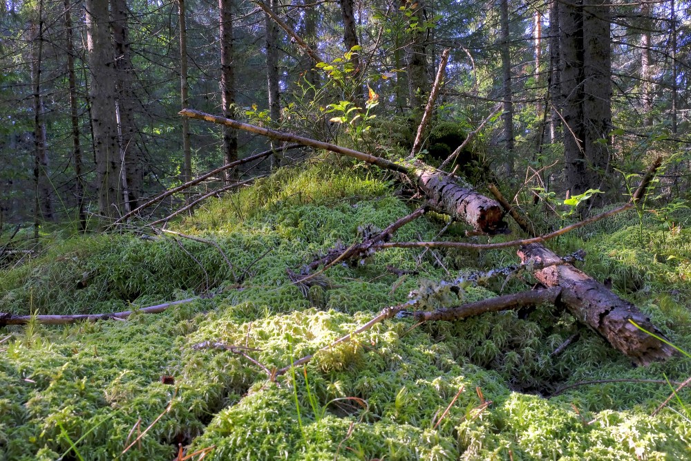 Nokritis priežu stumbrs mežā