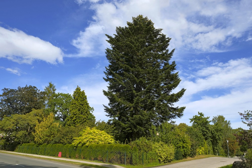 Liela, kupla egle pilsētā