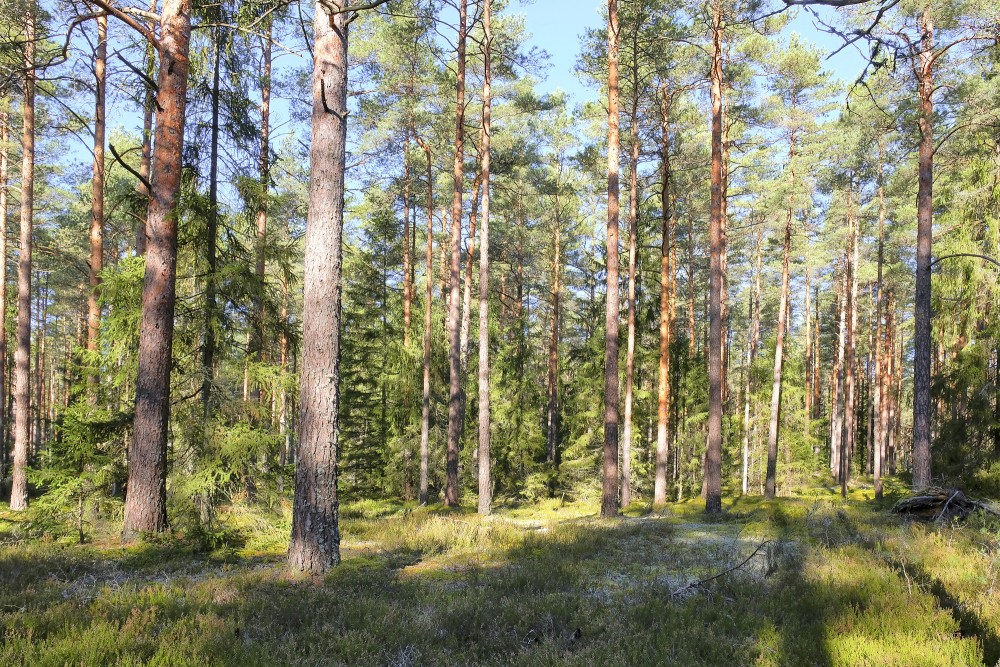 Sunny day in a quiet pine forest with green moss