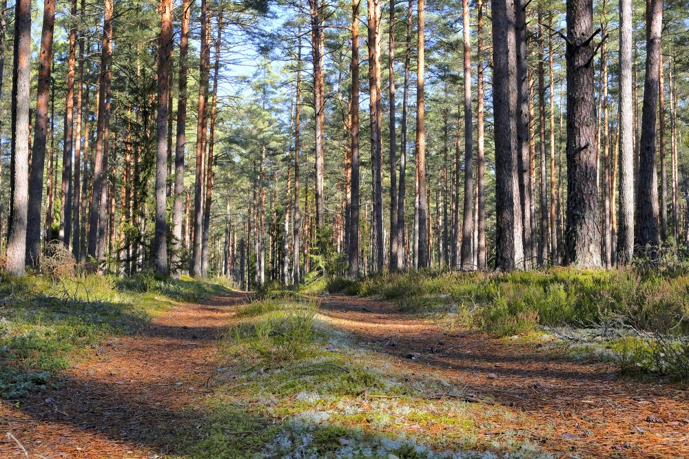 Sunlit trail in a quiet pine forest with soft ground cover