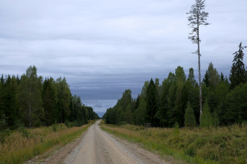 Forest Landscape, Cloudy Skies
