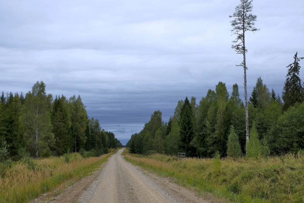 Meža ainava, apmākušās debesis