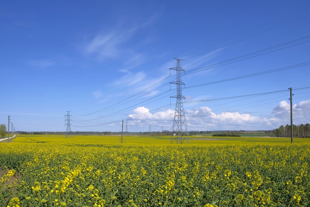 Power Lines in the Rapeseed Field
