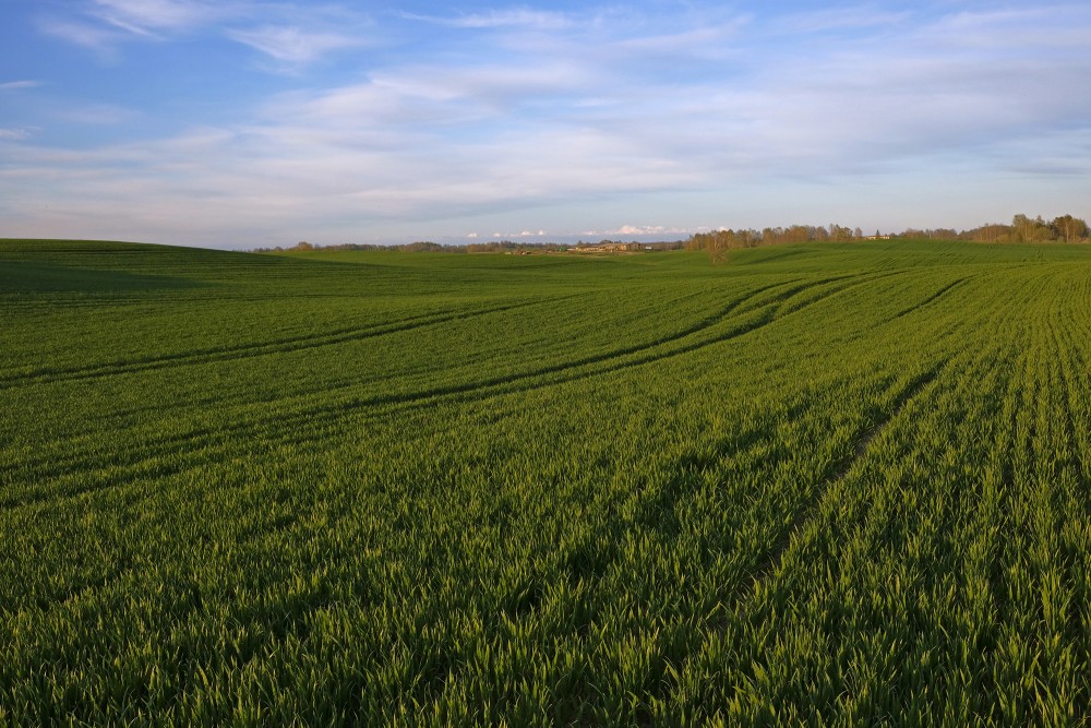 Landscape Of Cereal Field In Spring