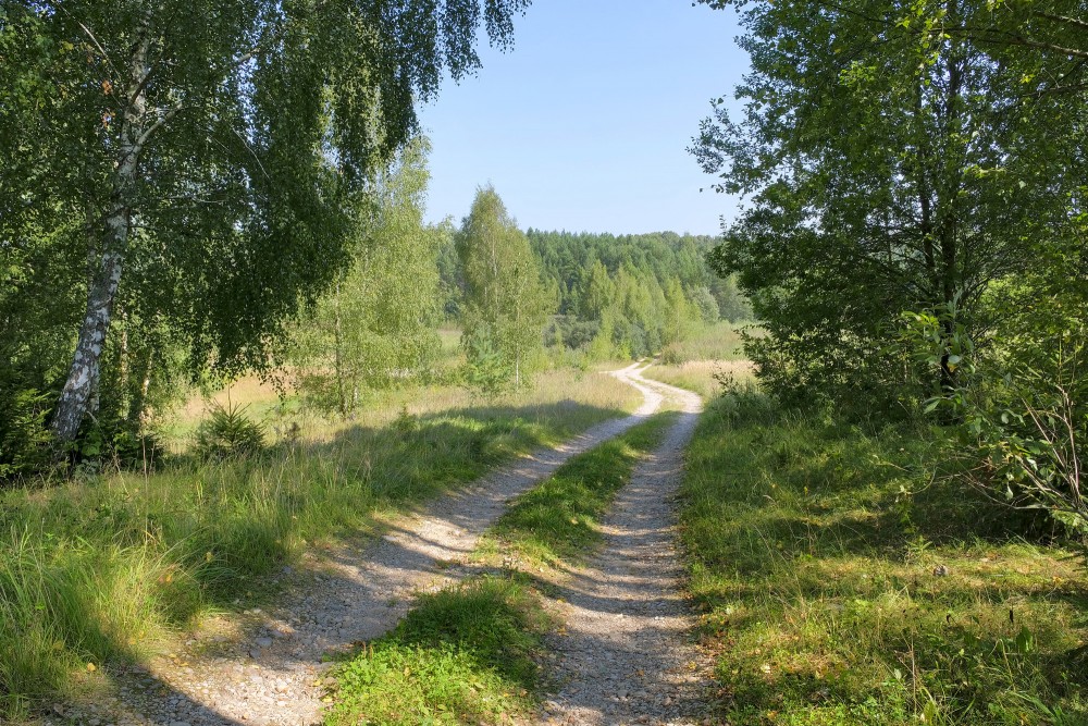 Sunny forest road landscape with birch trees and a winding gravel track