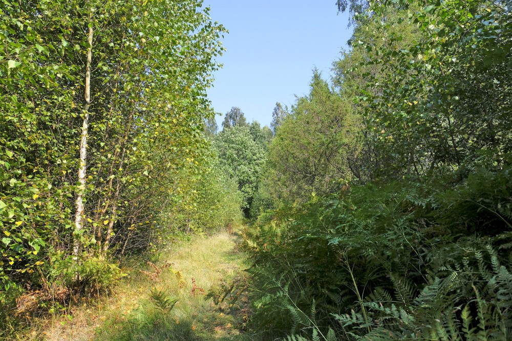 Sunlit forest path with birch trees and ferns in summer greenery