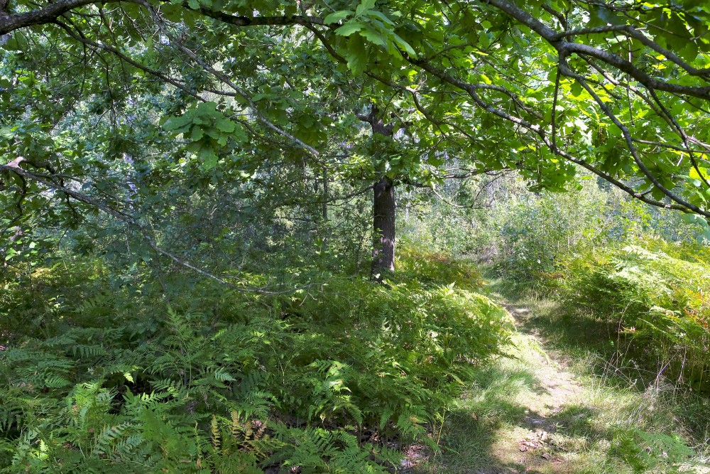 Shaded woodland trail beneath leafy canopy with ferns in the undergrowth