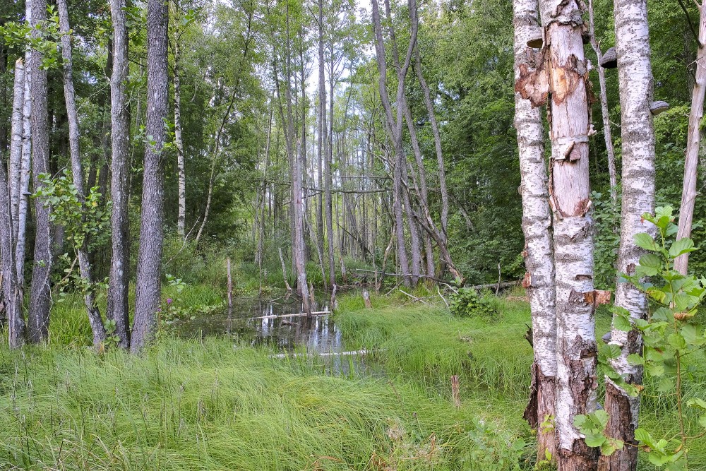 Wet birch forest with still water and grass-covered undergrowth