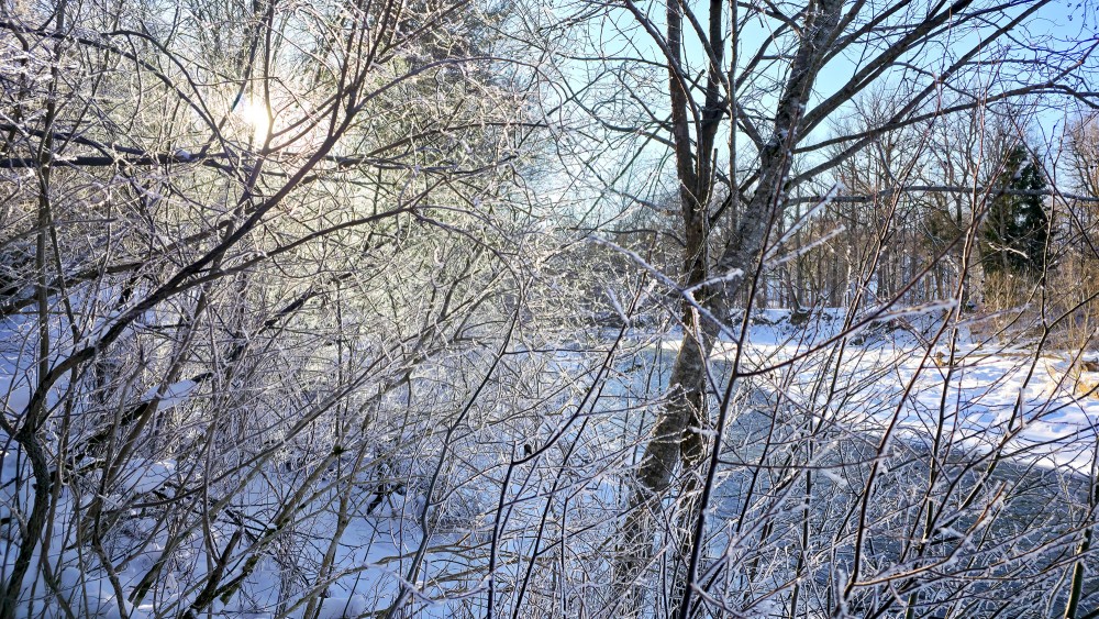Frosted riverside bushes on a sunny winter day