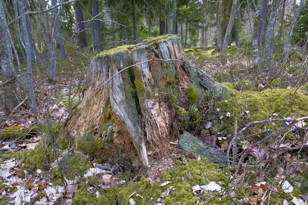 Rotten Tree Stump
