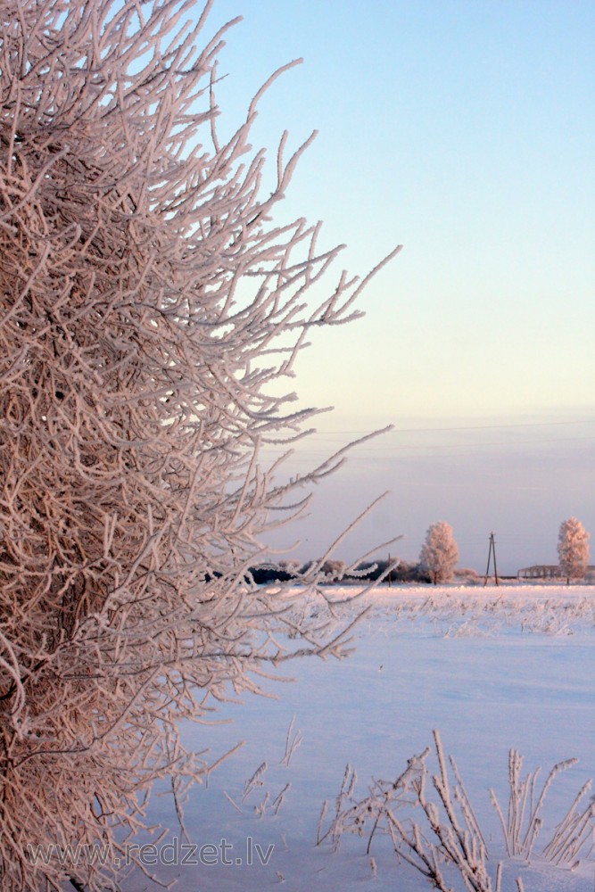 The beauty of frost 