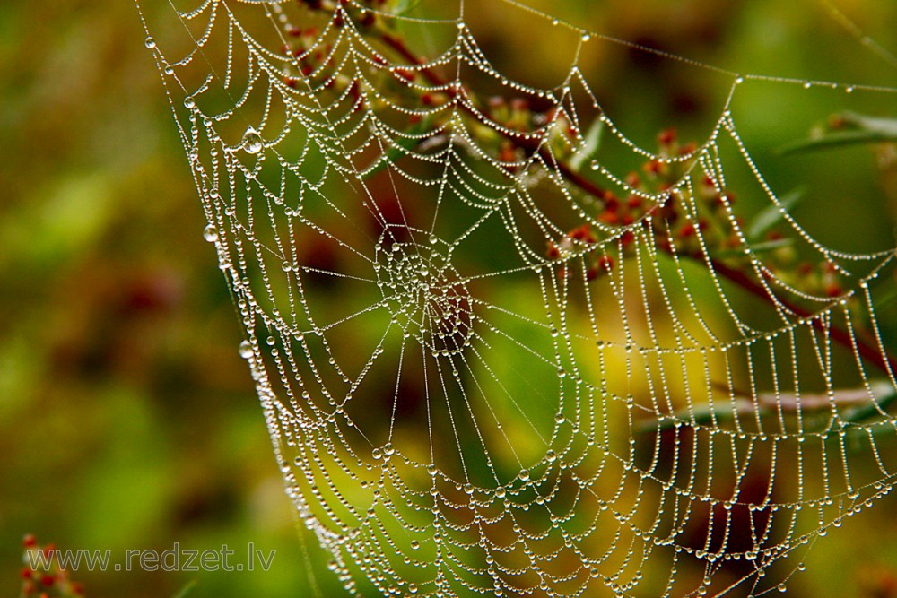Dew on a Spider Web