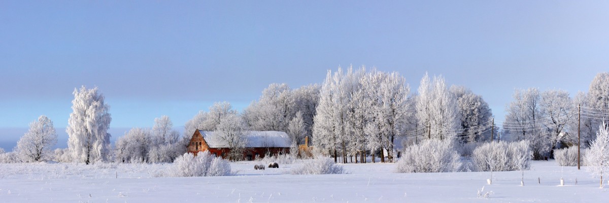 Visi koki apsarmojuši