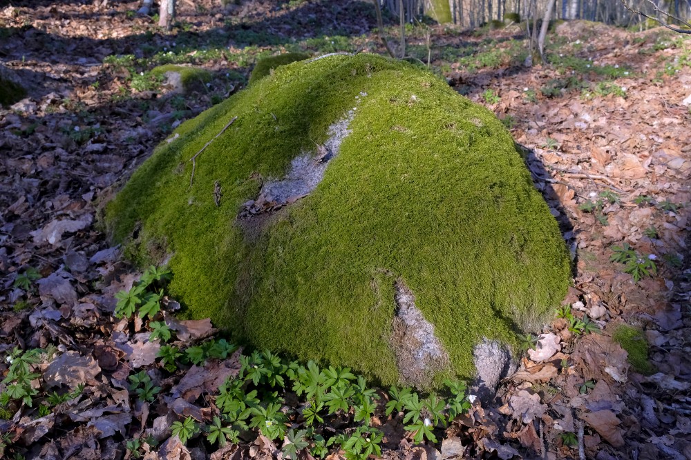 Stone Overgrown with Moss