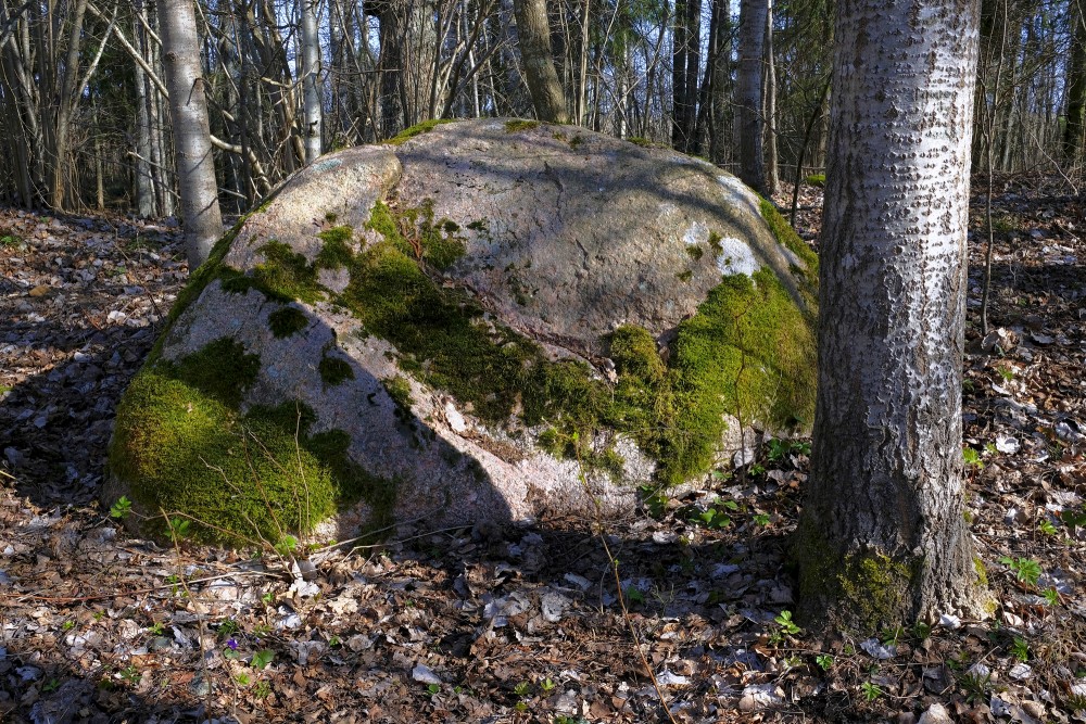 Stone In The Forest