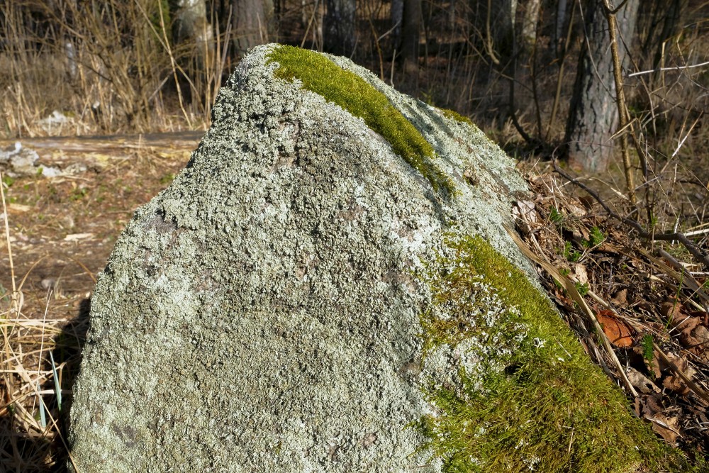 A Stone Overgrown With Moss And Lichens