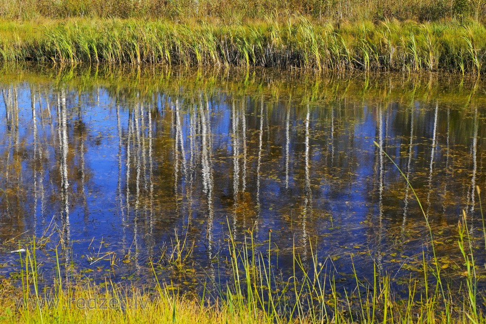 Autumn Birch Trees Reflecting in Water