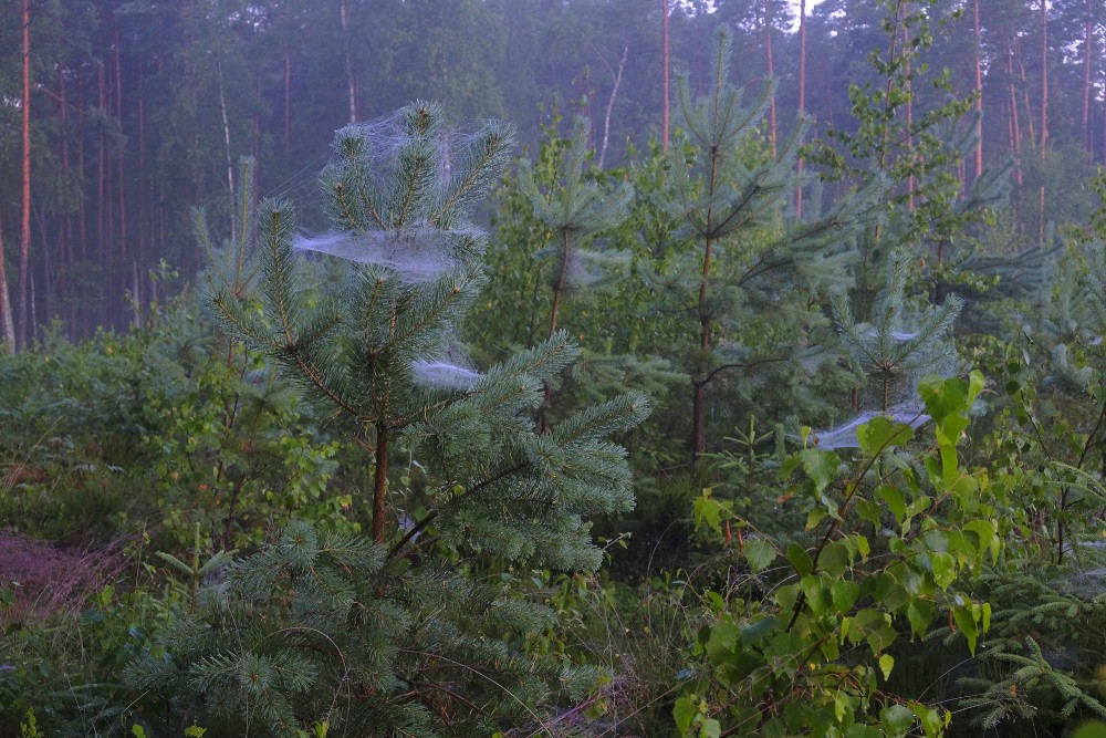 Spider Webs on a Young Pine Tree