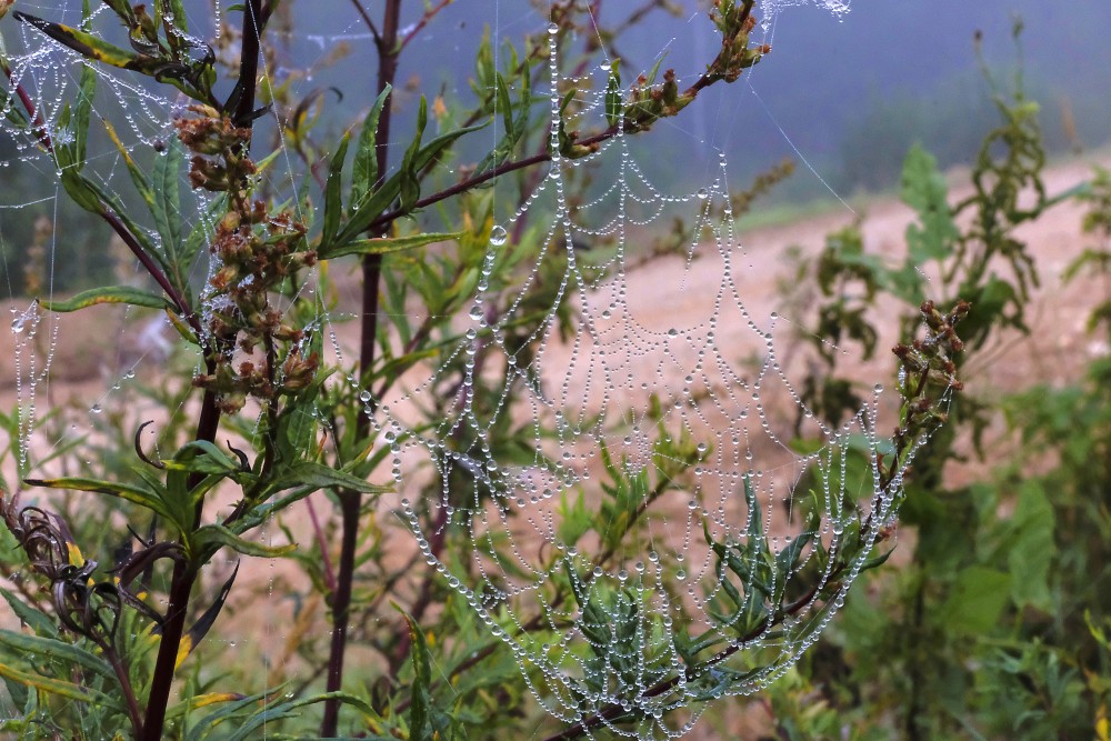Aprasojis zirnekļa tīkls
