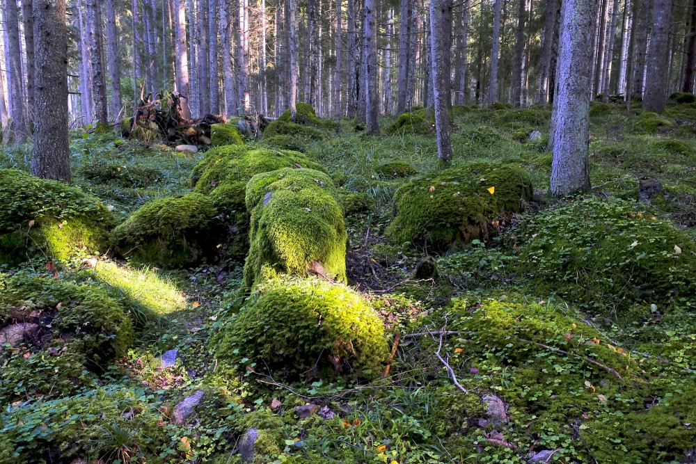 Stones covered with moss (Natural monument "Kaltenes Kalvas")