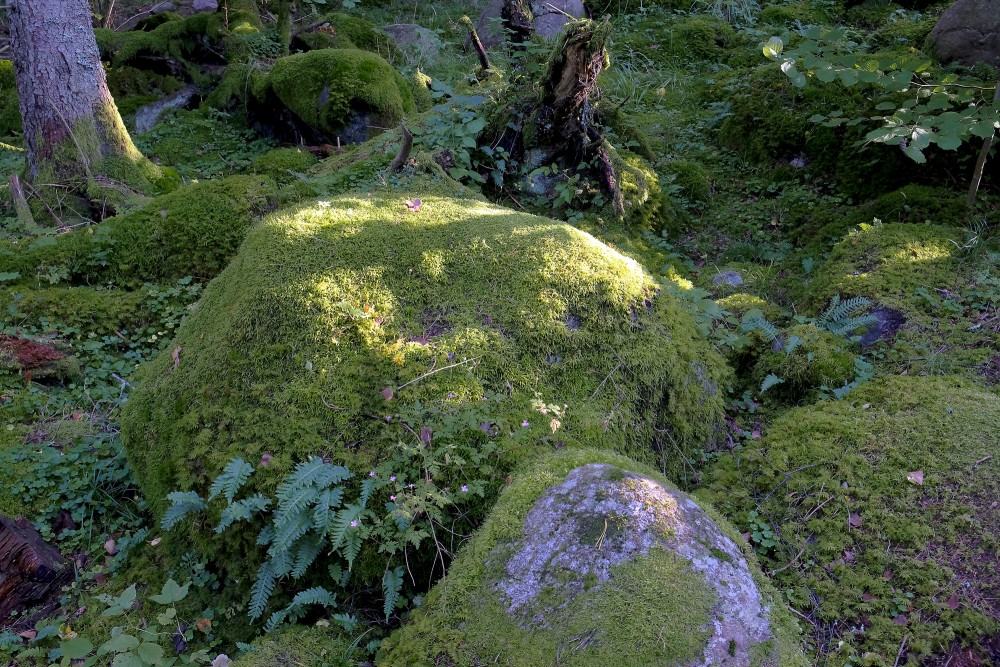 Stones covered with moss
