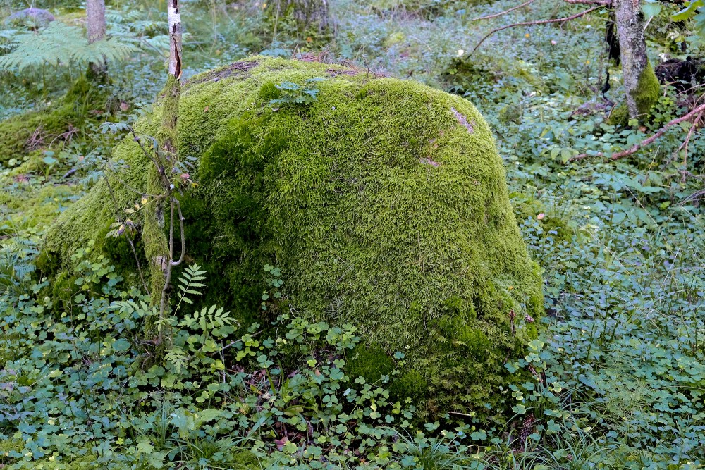 Stone overgrown with moss