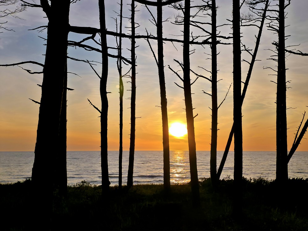 Sunset on the Baltic Sea, Silhouettes of Trees