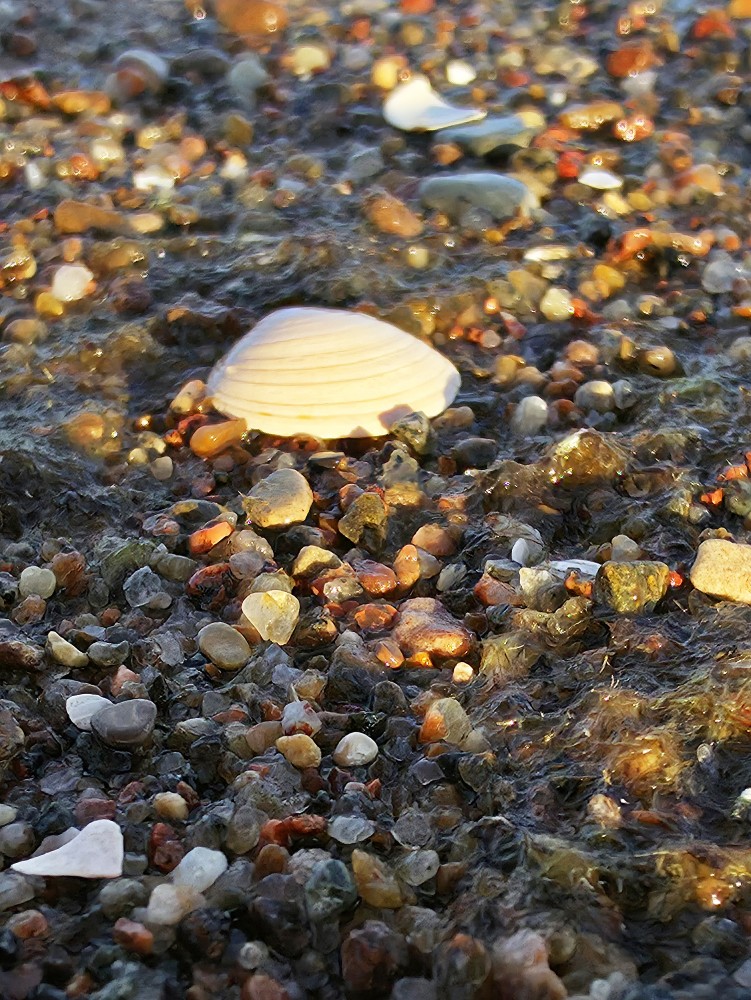 Small Pebbles and a Seashell on the Seashore