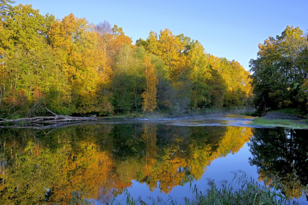The Reflection of the Trees in the Water of the Abava River