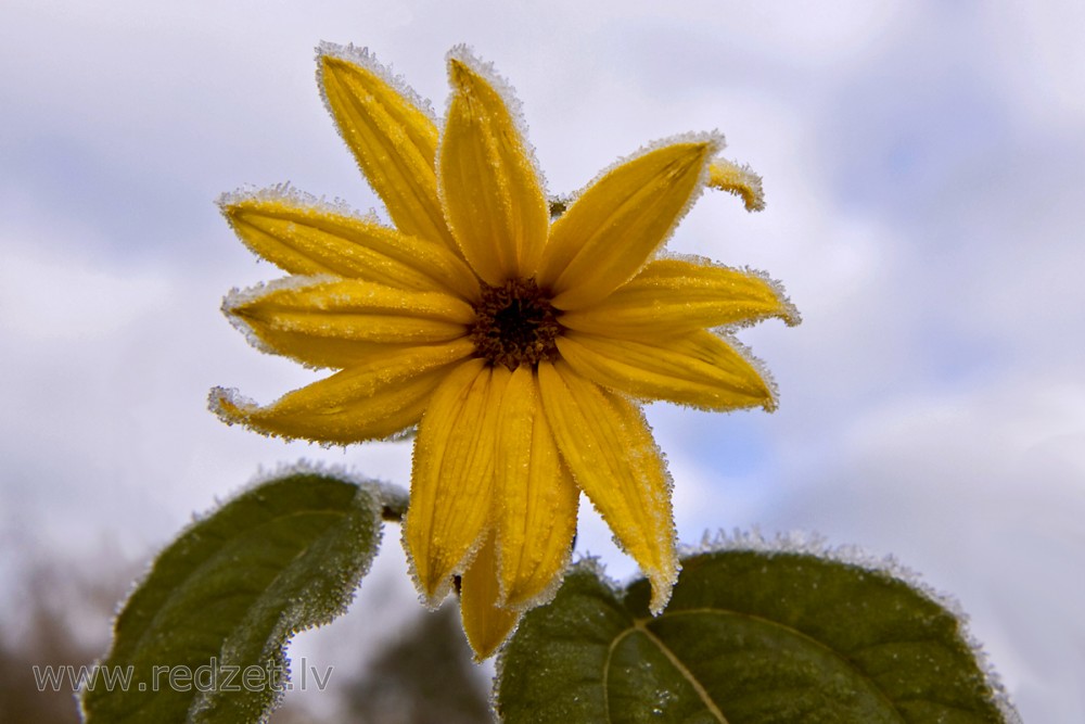 Jerusalem artichoke Flowers