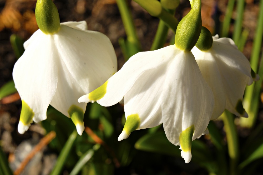 Spring Snowflakes