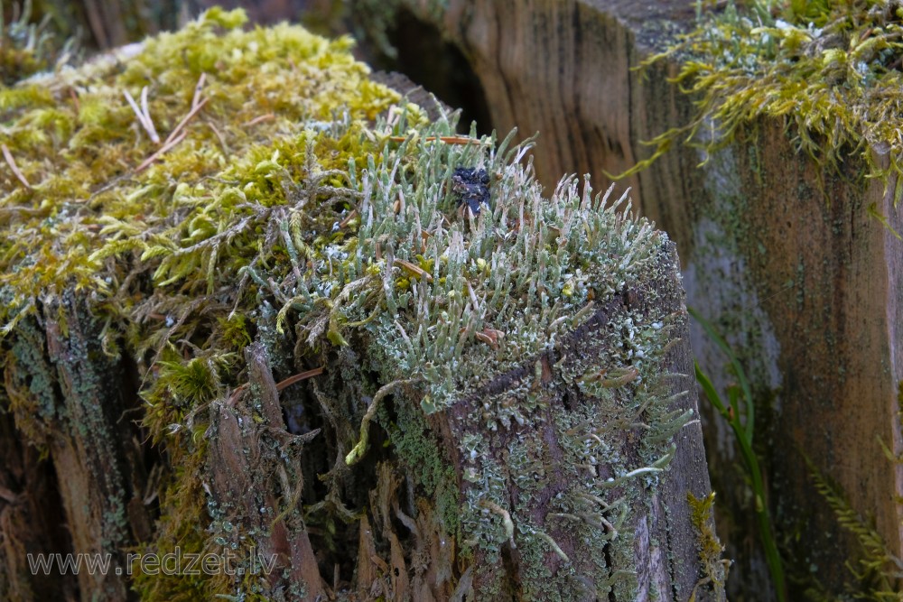 Lichen and Moss on a Tree Stump