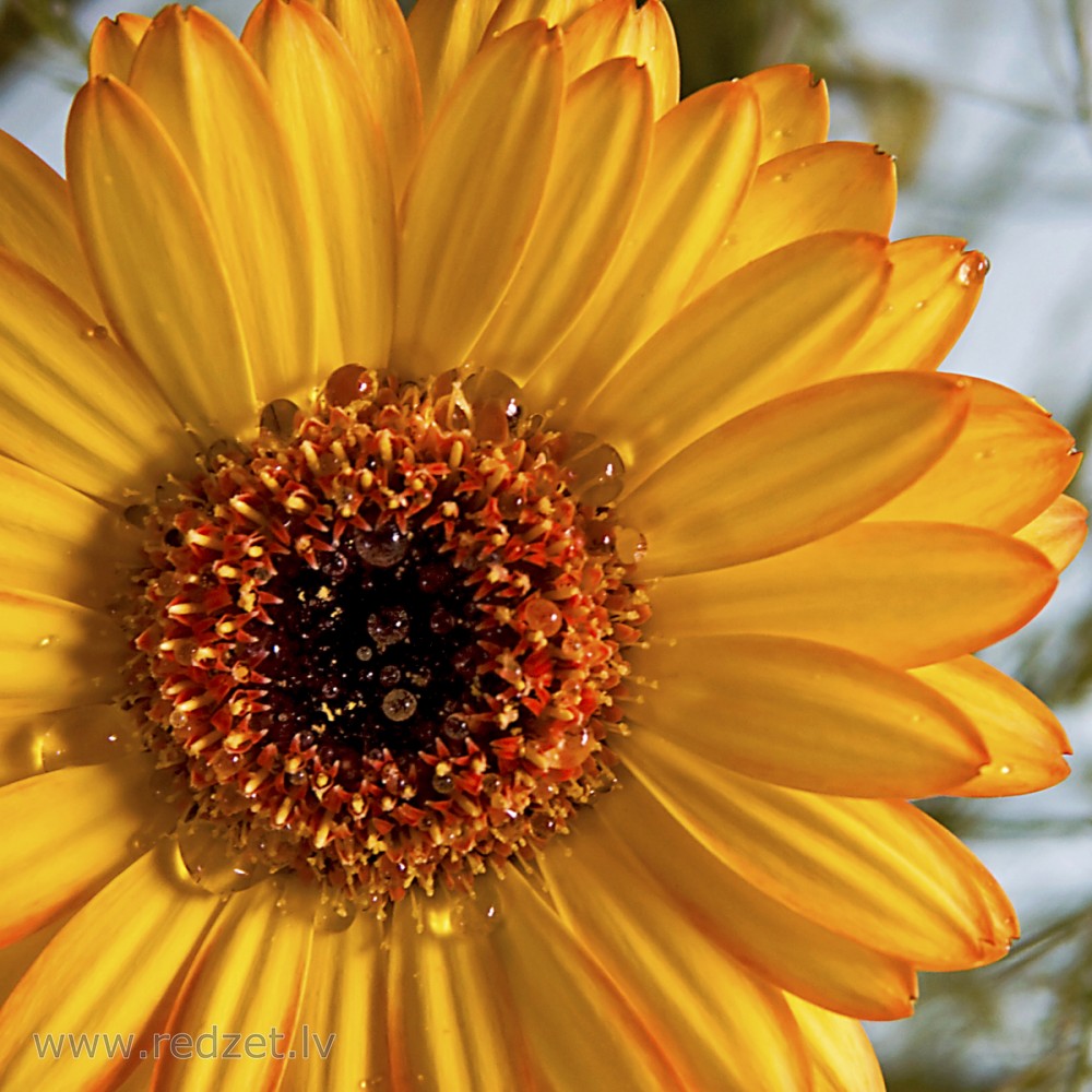 Gerbera