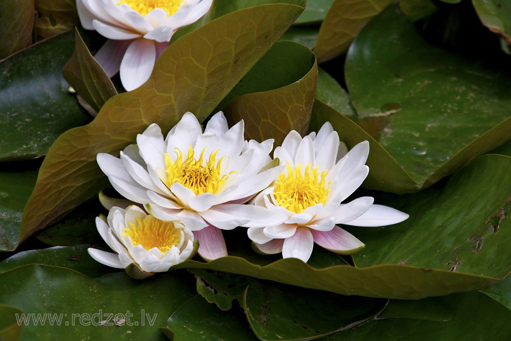 Water lily