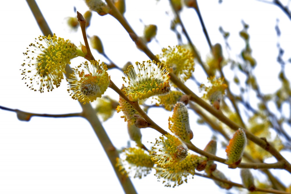 Male catkin of Willows