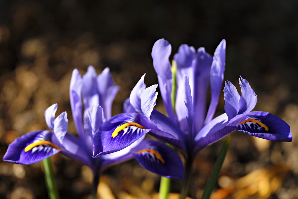 Netted Irises