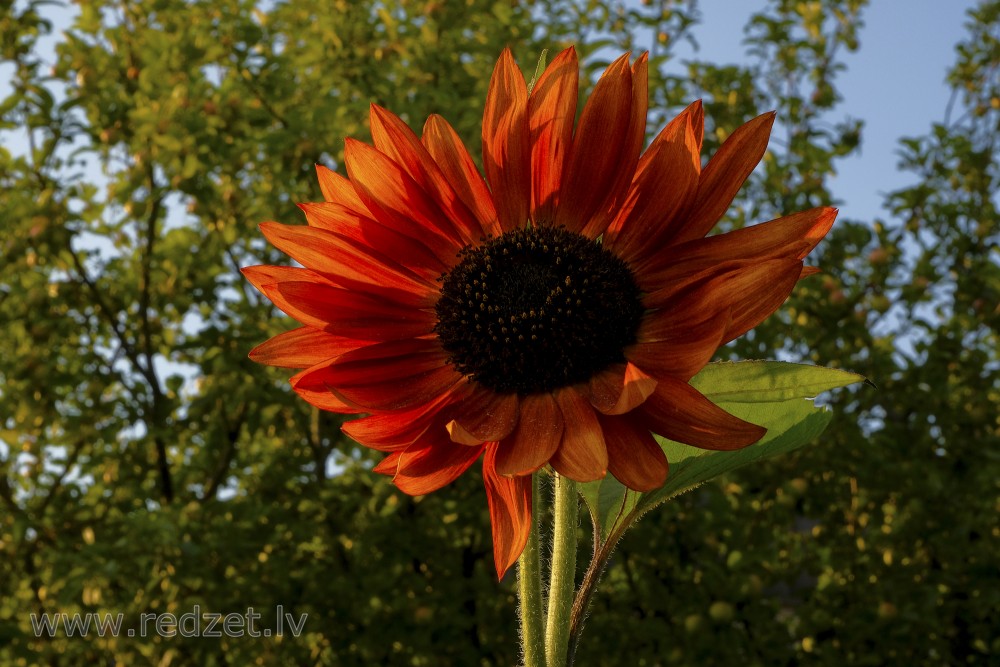 Dekoratīvā saulespuķe 'Evening sun'