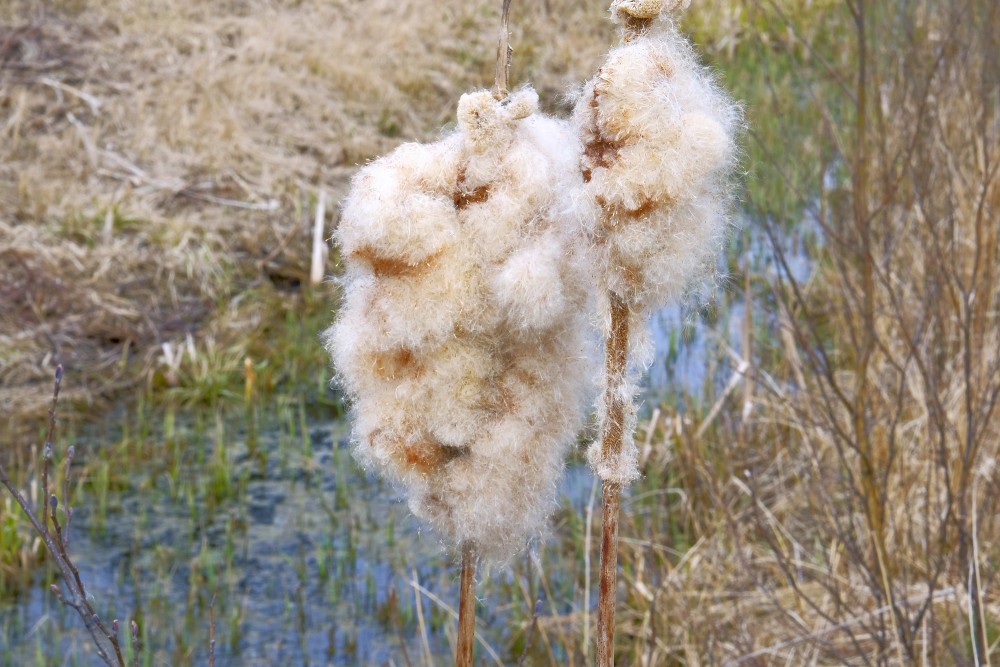 Iepriekšējā gada Vilkvālītes pavasarī