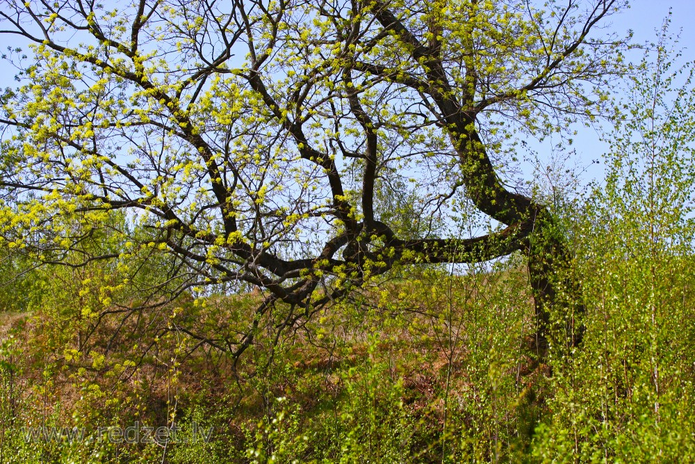 Plaukstošs koks pavasarī
