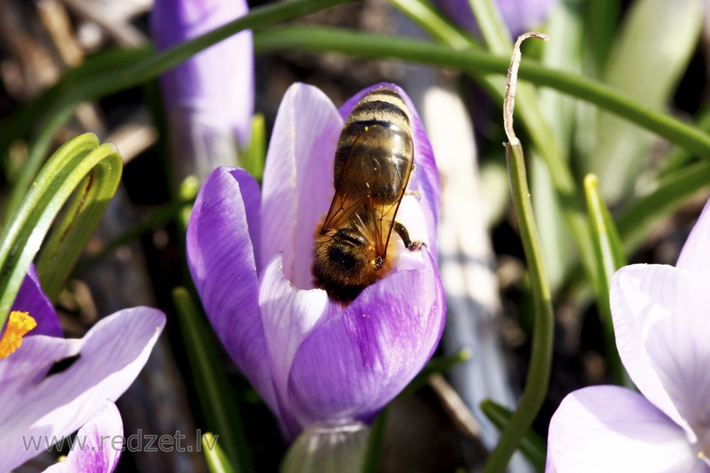 Honey bee in a Crocus Flower