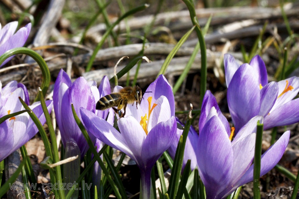 Honey bee in a Crocus Flower
